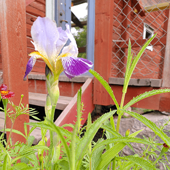 En irisblomma utanför Skäve - med hopp om våren