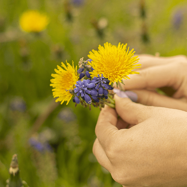 Sommarens glädje, en liten bukett blommor.