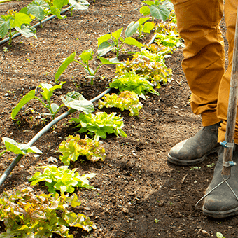 Grönskande odling på gång i Nibble